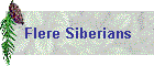 Flere Siberians